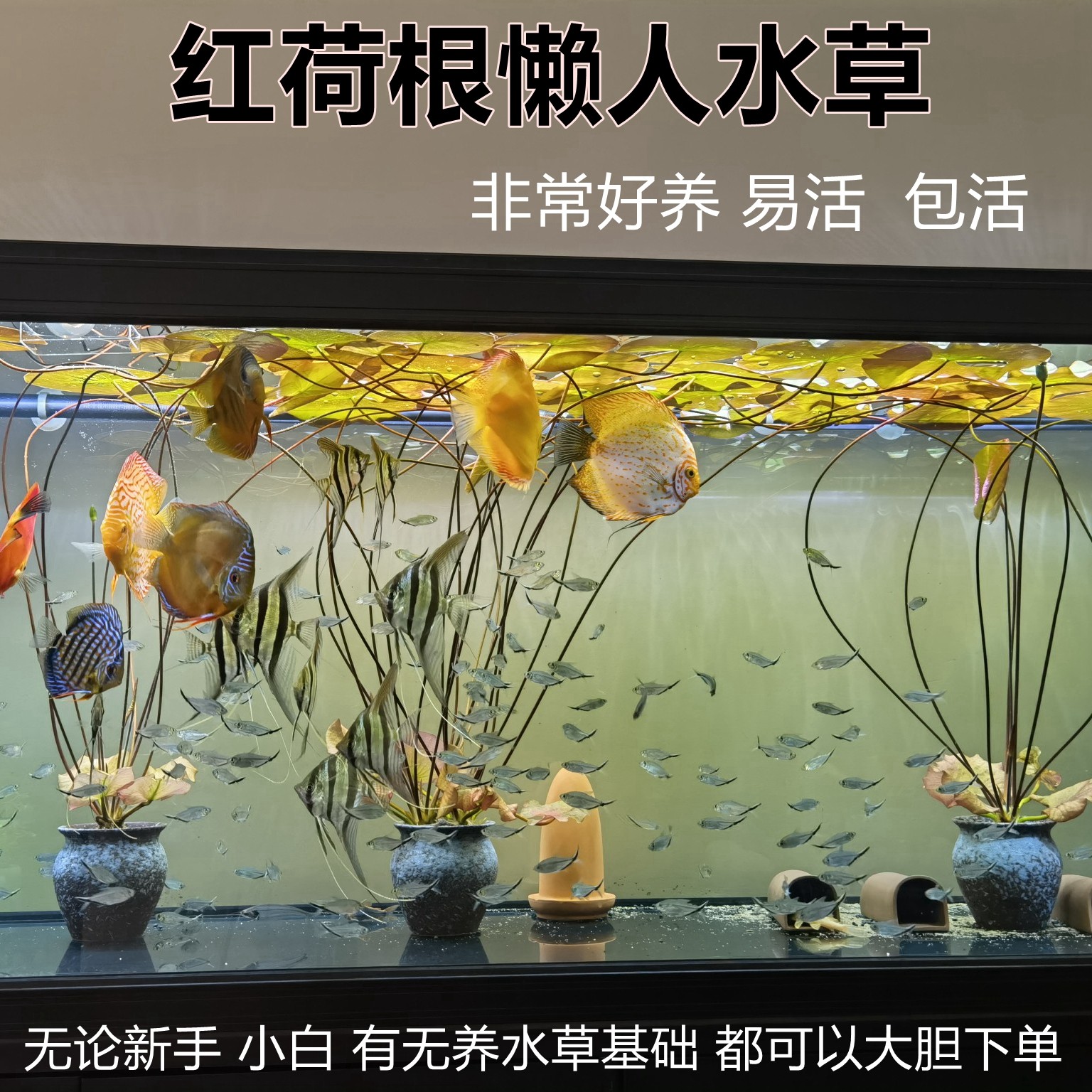 红荷根水草鱼缸水族箱鱼池造景装饰淡水中后景耐养浮叶睡莲科活体