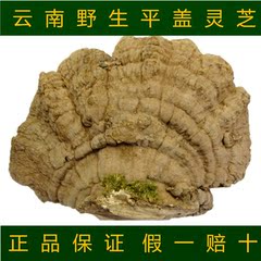 云南野生平盖灵芝 林芝 树舌特级整枝灵芝 250克 纯天然正品