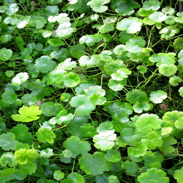 中药材野生天胡荽满天星落得打小叶破铜钱干货全棵或切段500g包邮