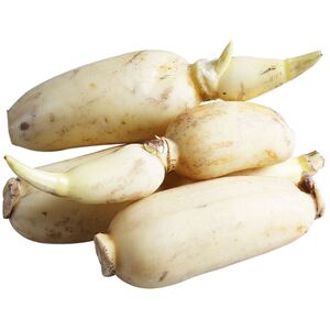 小莲藕新鲜价格