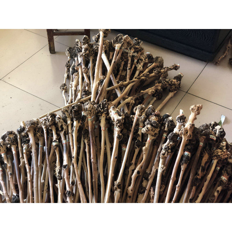 云南特产黑果树黑果木背锤捶背木雕天然树瘤原生态半成品大瘤9