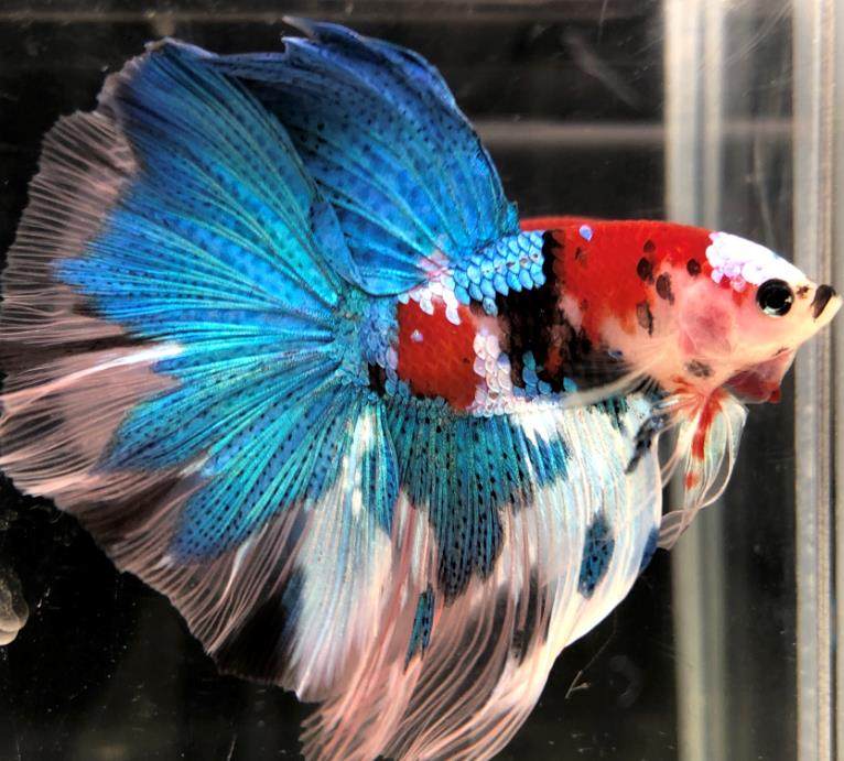 泰国斗鱼视频选鱼