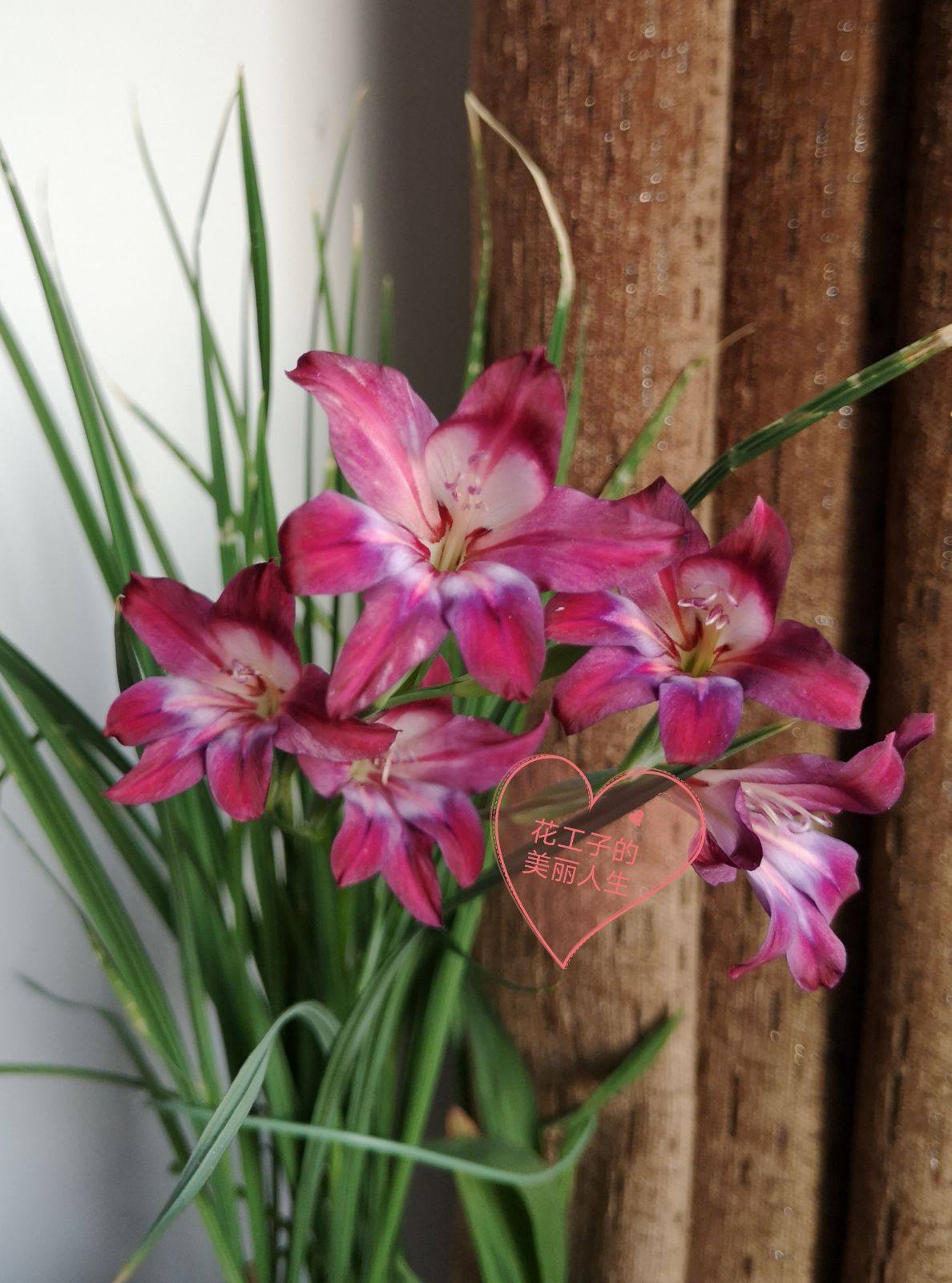 唐菖蒲菖蒲剑兰gladiolusmistyrose秋植球根开花花球时令草本花卉