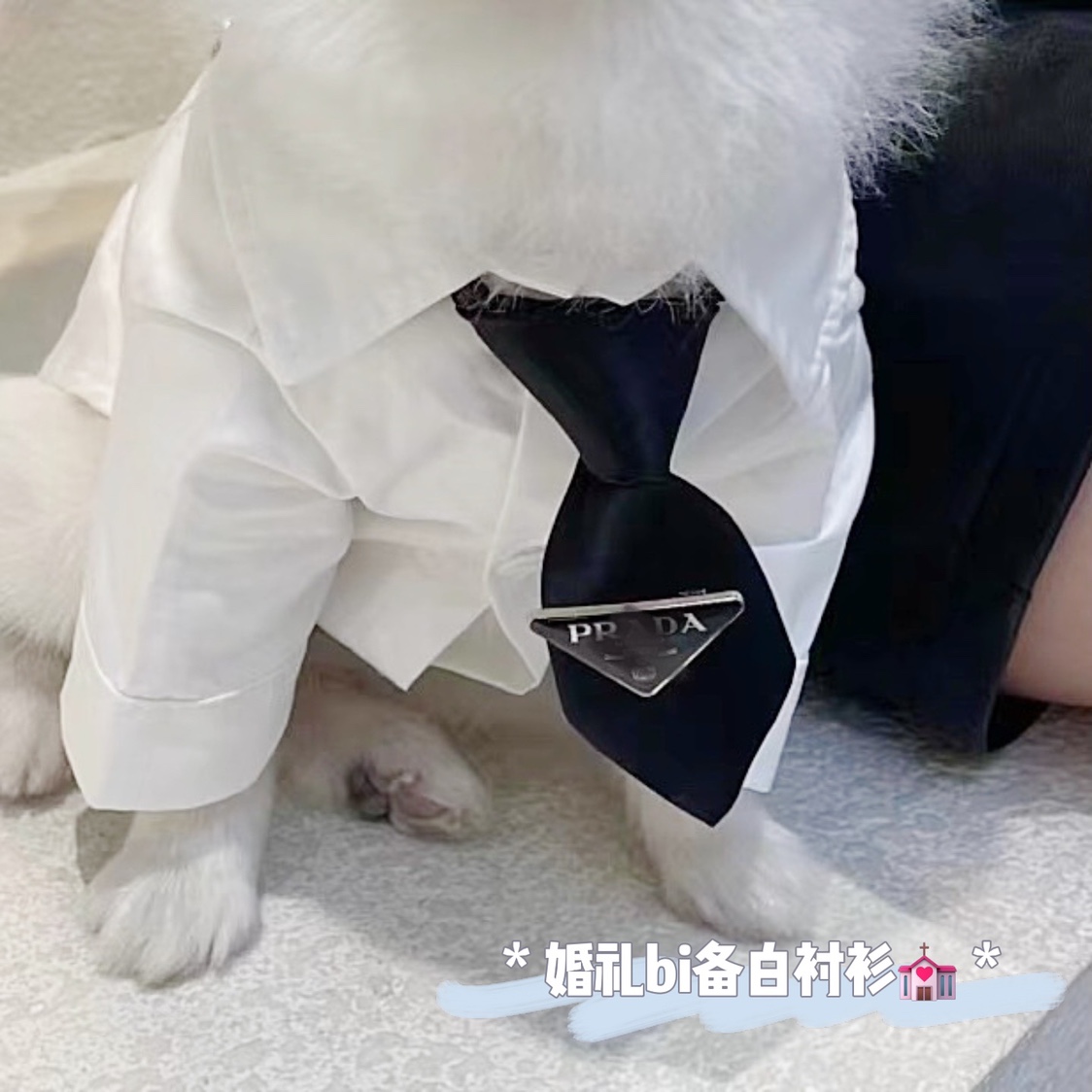 【奥斯卡】帅气男友衬衫～春夏泰迪博美小狗衬衫宠物猫咪衣服纯棉