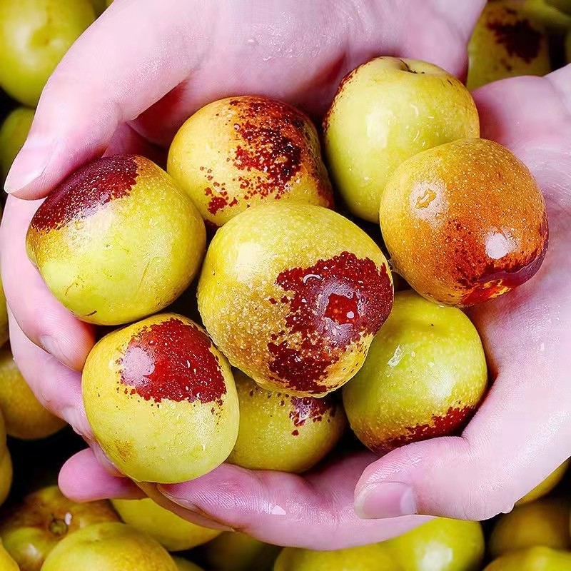 山东沾化冬枣新鲜脆甜包邮5斤