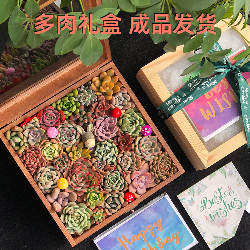 多肉植物创意活动礼品生日礼物母亲节