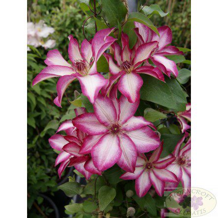 铁线莲 花边石竹picotee大苗 阳台盆栽庭院攀爬藤绿植物美景无边