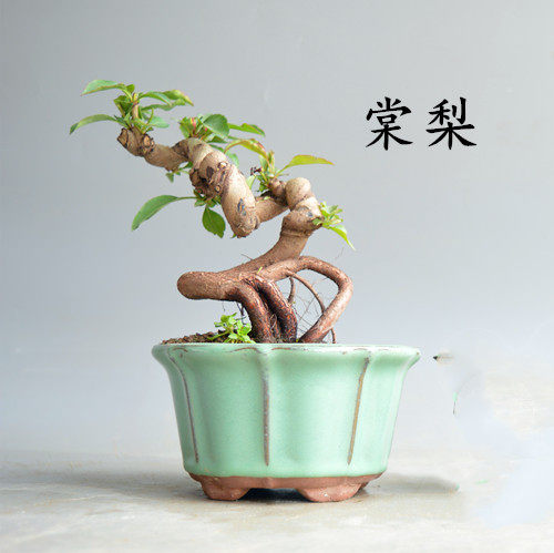 棠梨微型盆景盆栽观赏梨原生豆梨开花