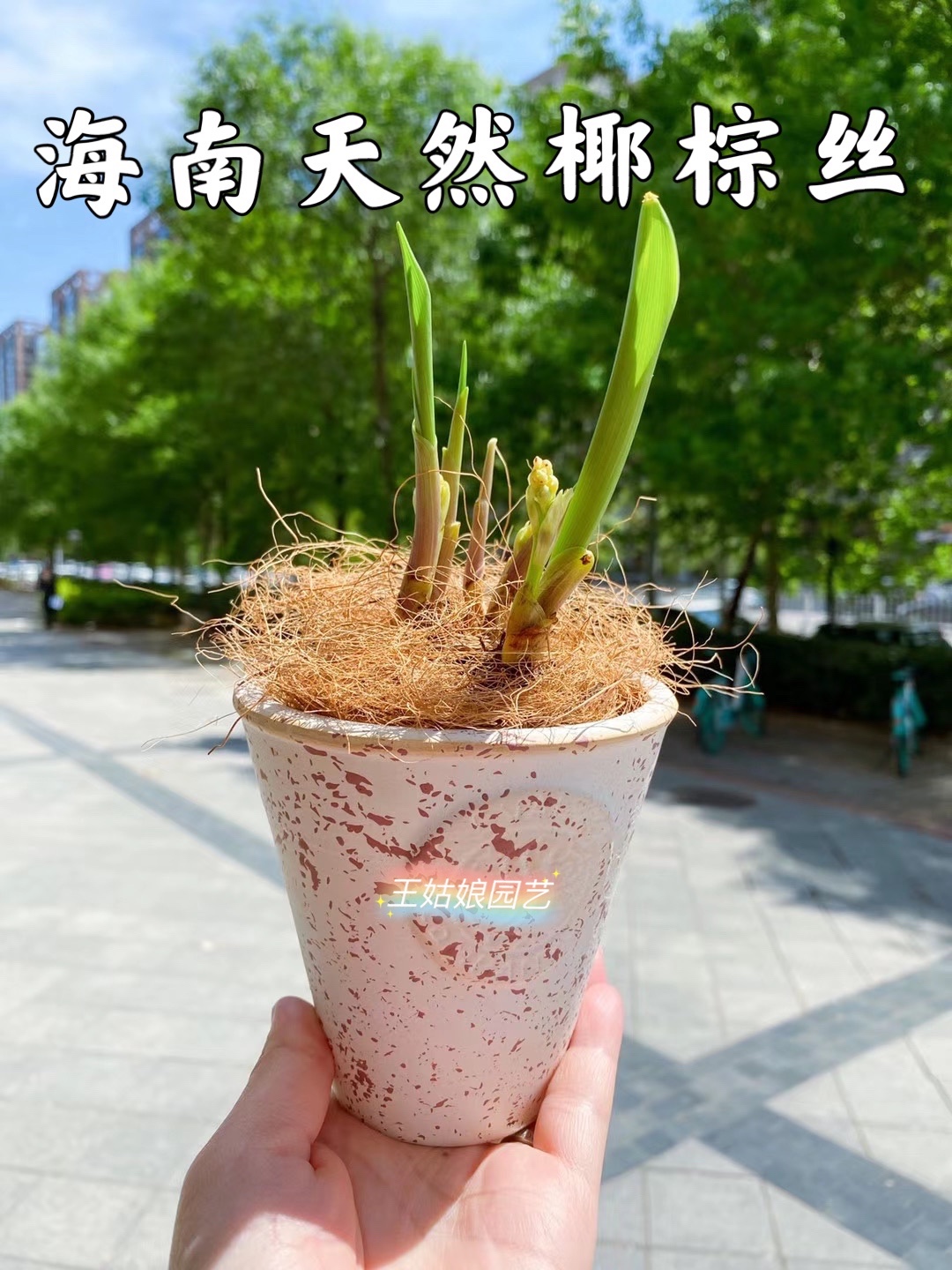 进口天然椰丝铺面花盆装饰家庭绿植铺面草丝椰棕丝盆栽陶粒铺面石