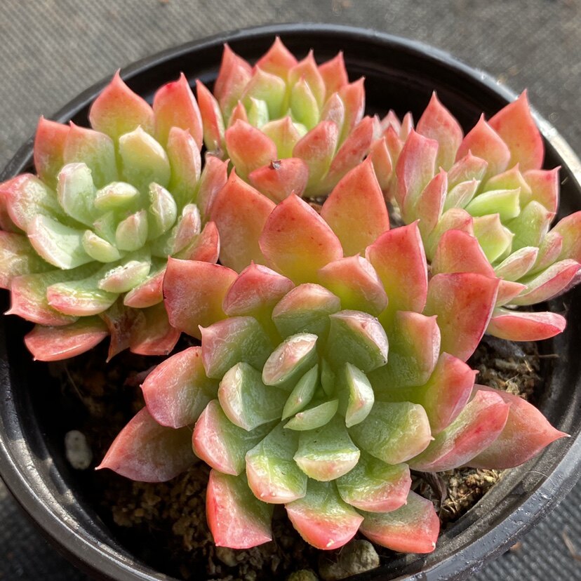 多肉秋宴安娜植物火焰杯多一物一拍雪狼多肉植物