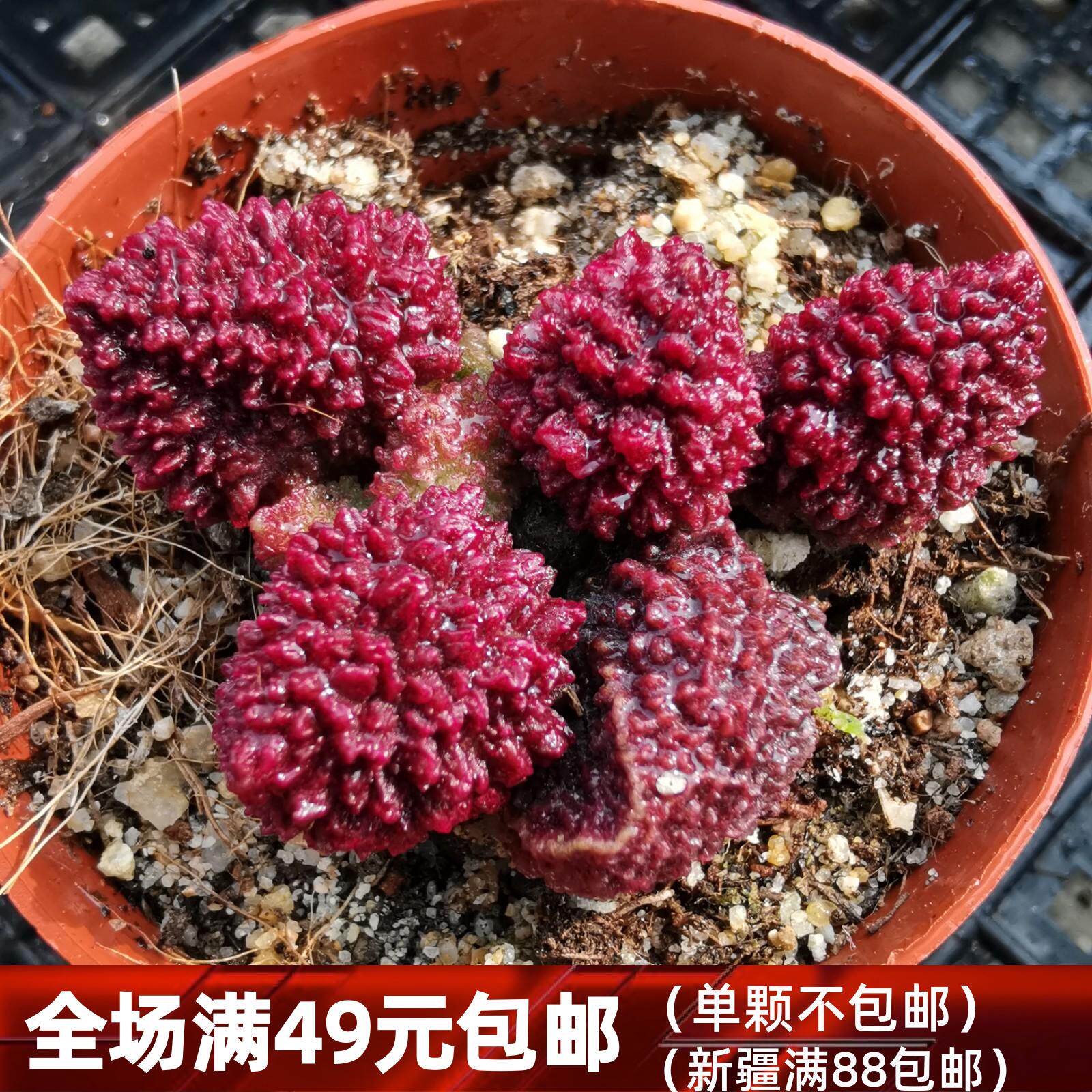 多肉朱紫玉紫玉精品水泡植物一物一拍雪狼多肉植物