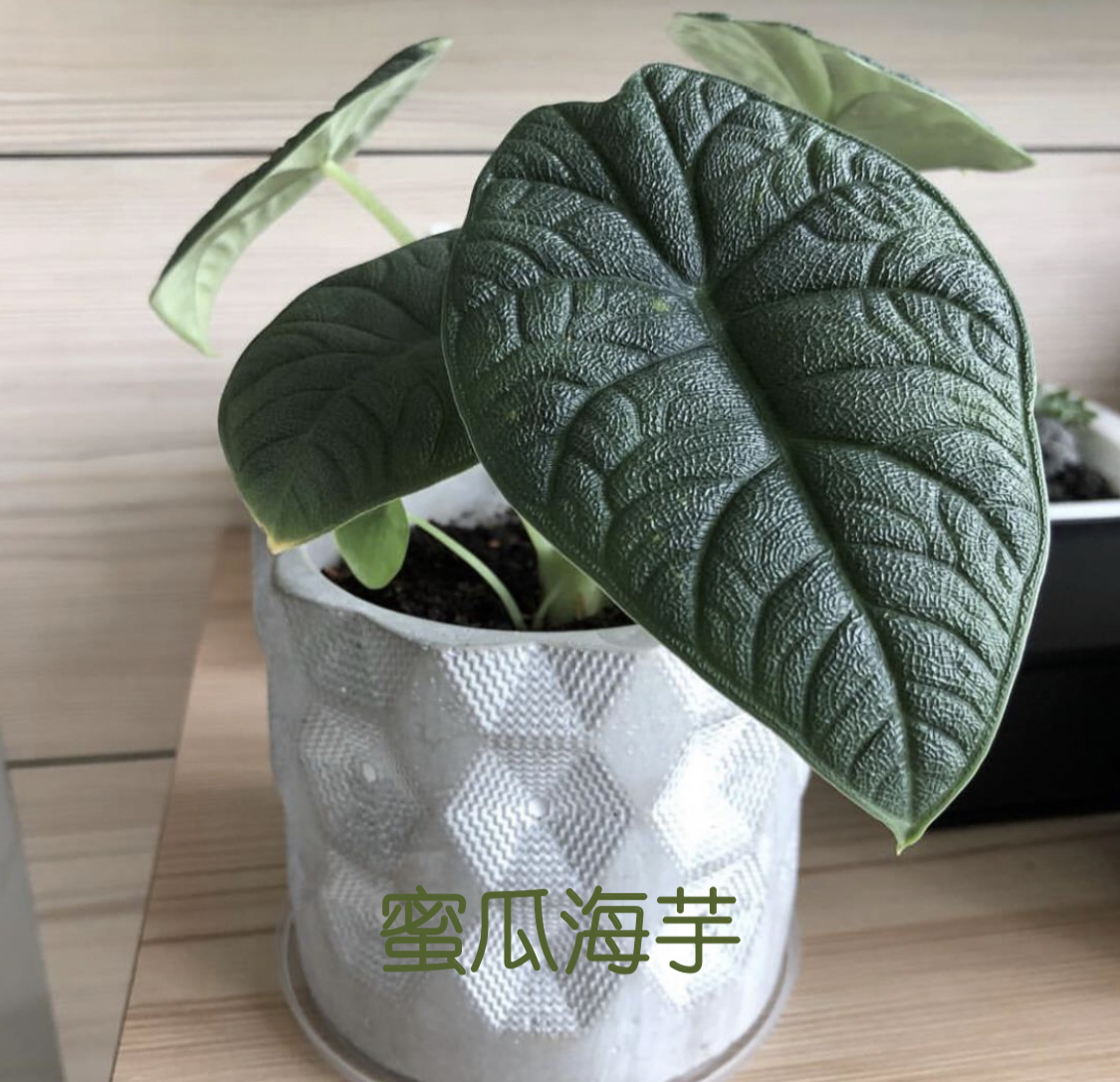 【77花卉】哈密瓜海芋 板盾 杰克林 忍者海芋  新品绿植网红盆栽