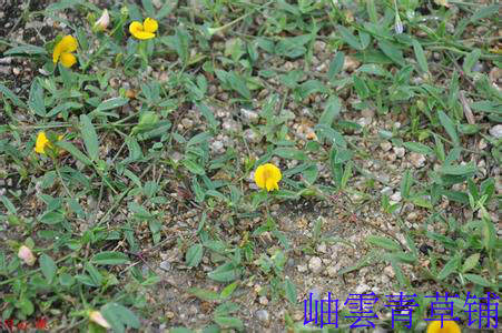 野生中草药 鲜品 干品 人字草 苍蝇翼 丁葵草 二叶丁葵草 69元1斤