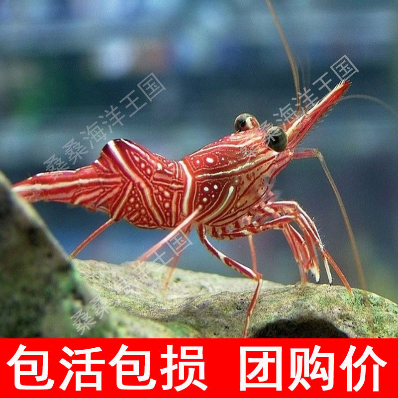 绵羊虾品牌排名前10位