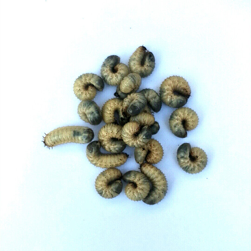 活体虫饵蛴螬老母虫黑坑野钓野战专攻大物巨物鲤鱼黄辣丁包邮包活