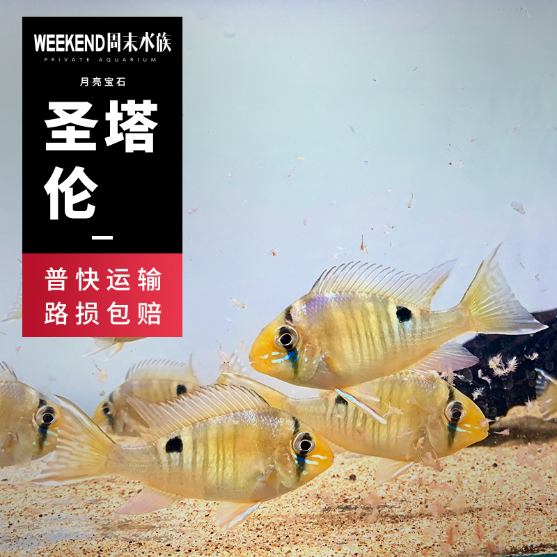 圣塔伦月亮宝石南美小型食土鲷鱼苗热带鱼淡水水族已检疫漂亮