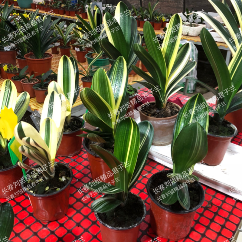 长春刘姐君子兰精品国兰立板麻脸彩兰福伦鸳鸯绿植