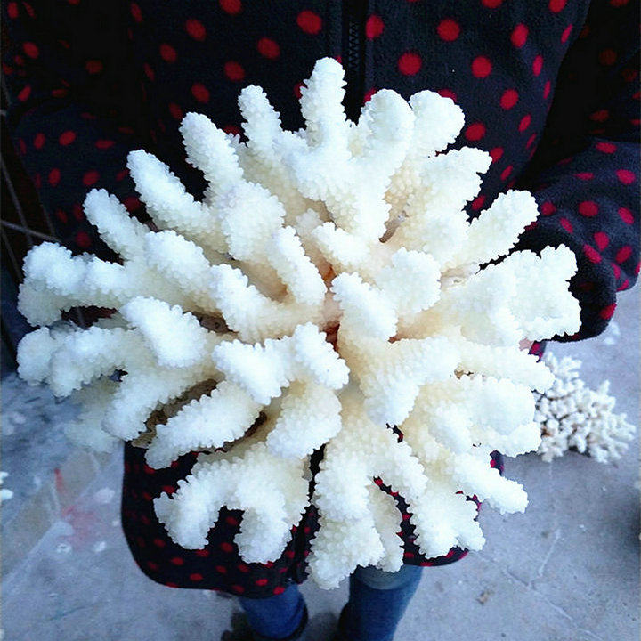包邮天然珊瑚花白珊瑚礁珊瑚树摆件 鱼缸水族箱地台居家桌面玄关