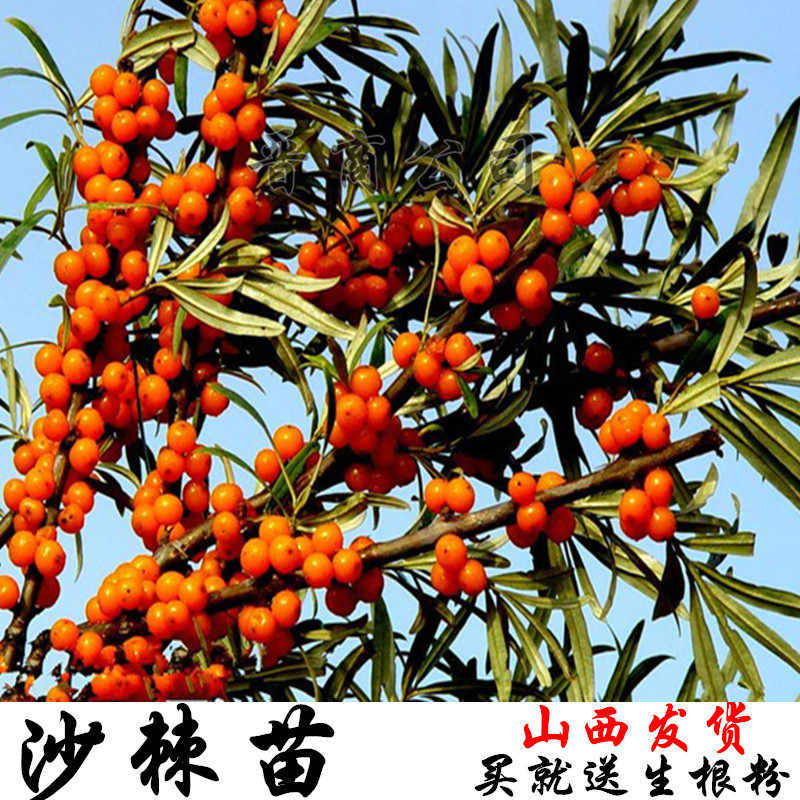 山西大果沙棘苗 沙棘树苗 沙棘大果沙棘果树苗 沙棘苗