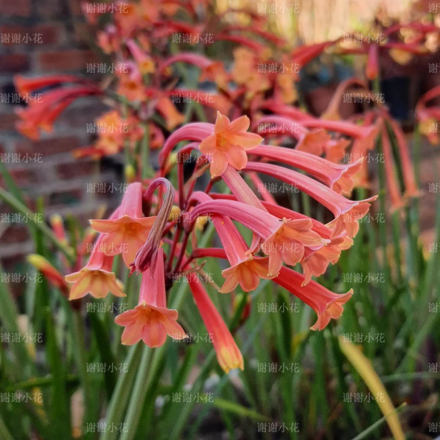 谢谢小花 垂筒花 多年生耐热常绿好养花卉芳香花园阳台球根植物