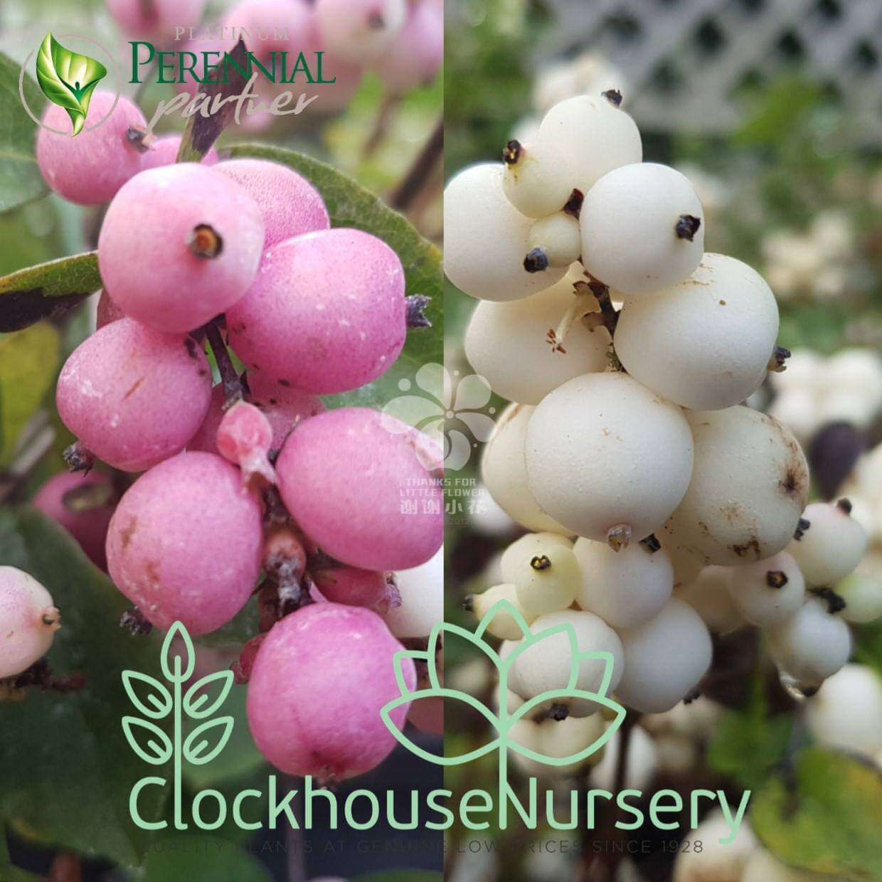 谢谢小花 粉雪果 魔法糖果 多年生 耐寒耐热观花观果灌木盆栽植物