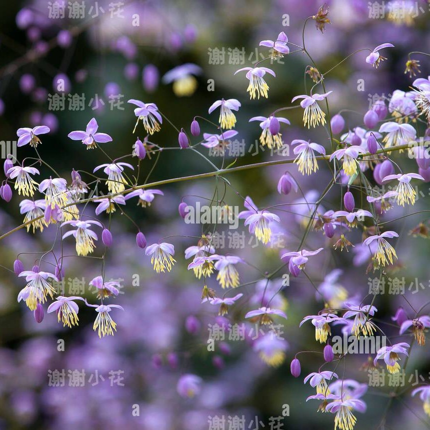 谢谢小花 重瓣偏翅唐松草 多年生耐阴耐寒宿根花卉好养盆栽植物