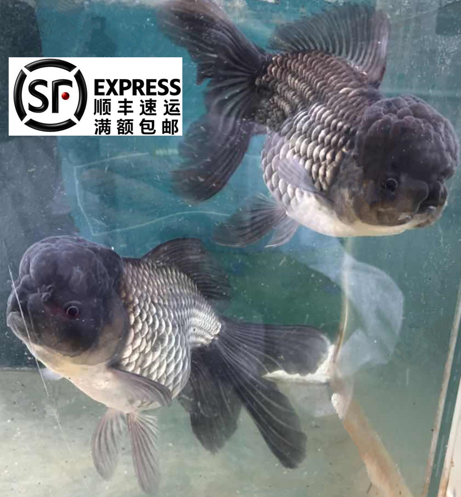 国狮