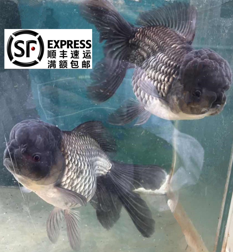 精品菠萝头蓝狮子头金鱼活体观赏鱼水族宠物国狮冷淡水鱼招财国粹