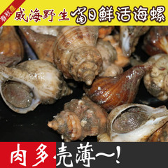 威海野生鲜活海螺 正宗海螺 鲜活大海螺 新鲜海螺  新鲜海螺肉