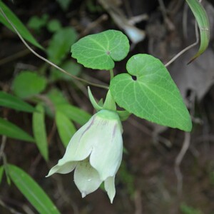 云南中医草药材土党参桔梗科大花金钱豹新鲜 野生古东根500克包邮