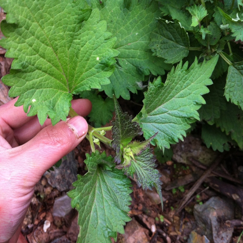 解暑霍香种子霍香正气草种子藿香苗阳台盆栽蔬菜种子50粒原装
