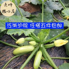 【老师粮心店】 有机种植无公害放心蔬菜西葫芦占瓜 500g