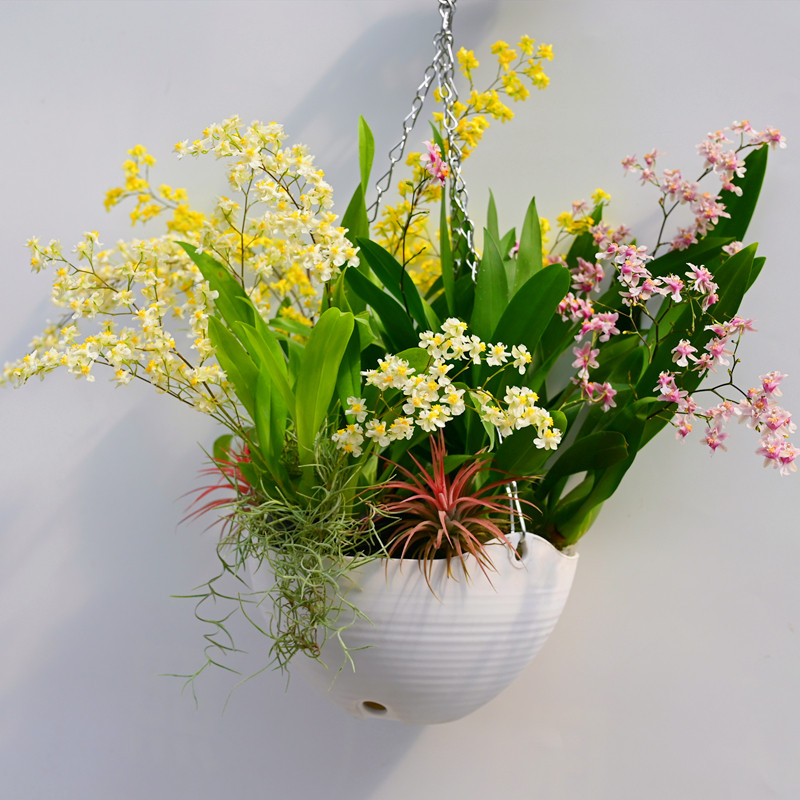 热销香味植物_兰花 香水兰 文心兰梦香兰带香味盆栽室内办公桌阳台