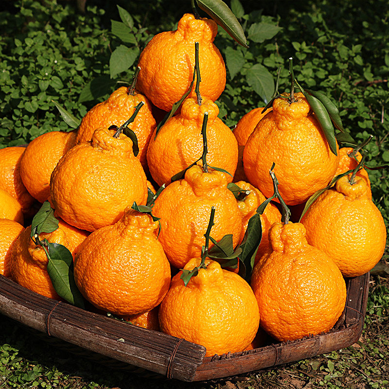 特价丑橘子丑八怪新鲜包邮