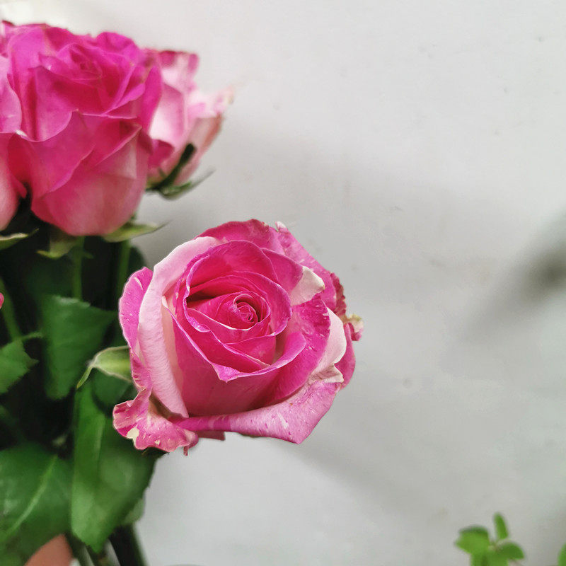 卡西莫多玫瑰鲜切花稀有颜色上海直发同家用瓶插江浙沪皖两扎包邮