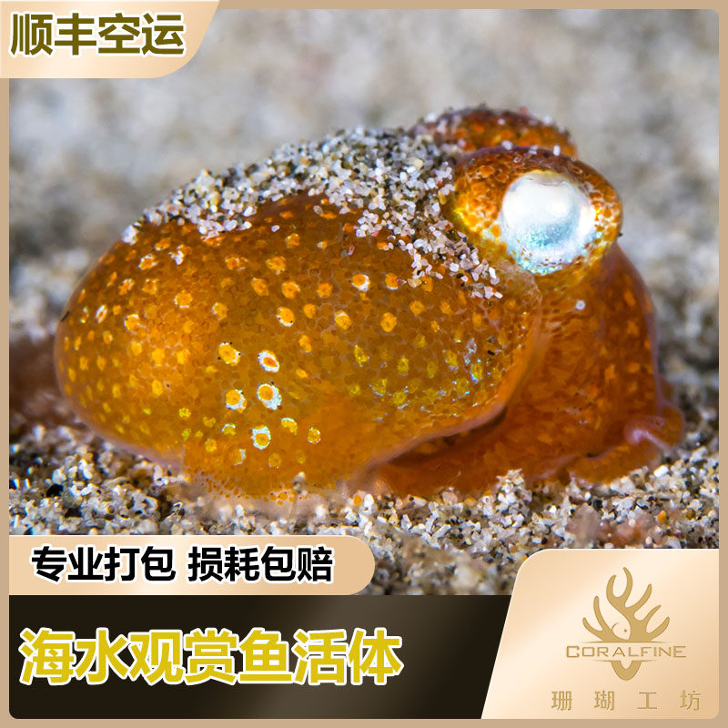 章鱼活体 观赏_迷你黄金乌贼 翻砂生物夏威夷短尾乌贼墨鱼章鱼海水