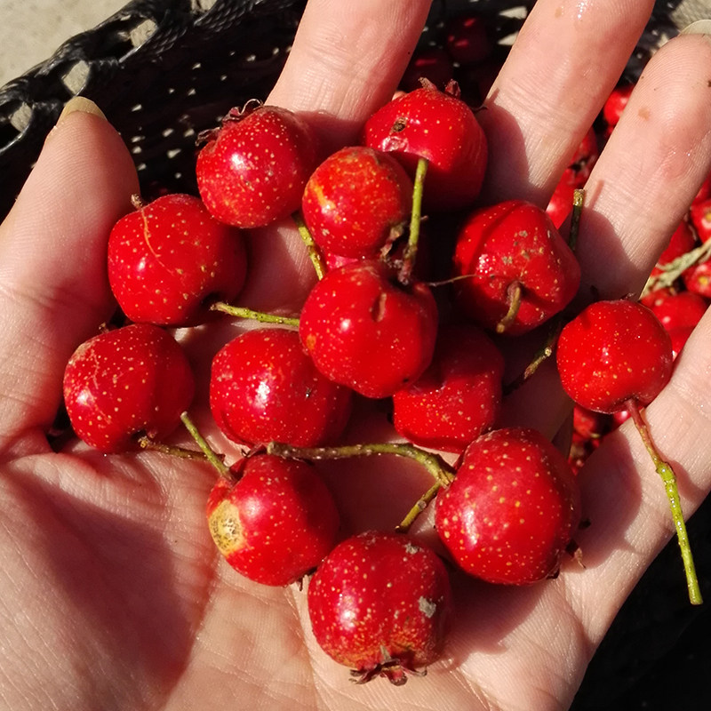 特价小山楂果 新鲜 野生小