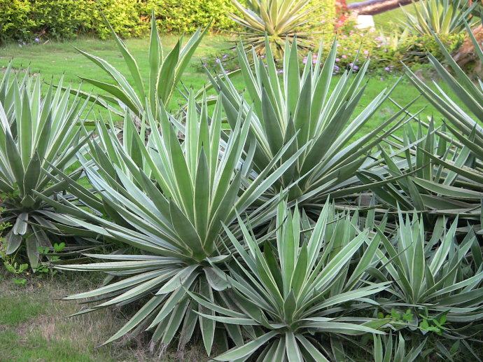 特价庭院绿植阳台盆栽多肉植物龙舌银边小苗多肉植物