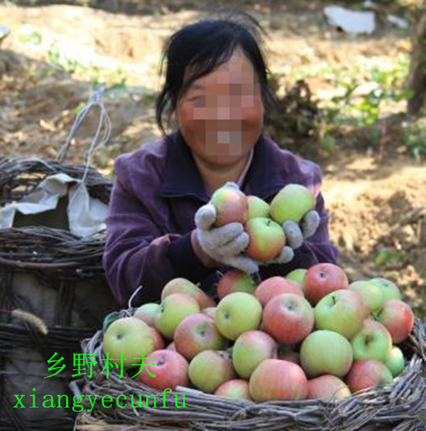 goods in stock Reminiscence Small country national glory Apple fruit Guoguangpingguo Sweet and sour national glory 5 poundsin the Aquatic meat/Fresh fruits and vegetables/Cooked , Fresh fruit , Apple category - from Buy2taobao.com to provide professional Taobao agent buy service