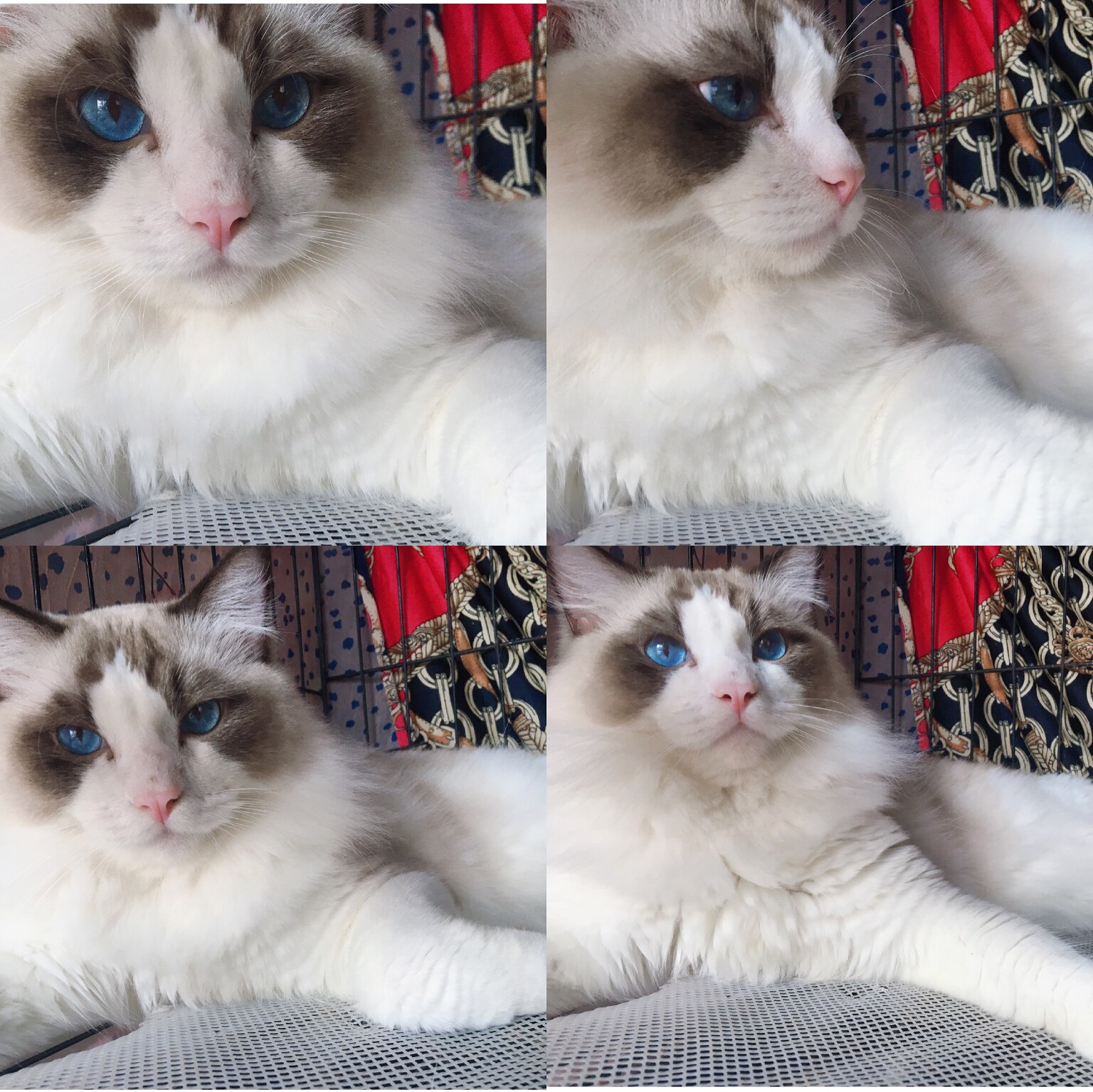 宠物猫活体 幼猫 纯种 贵族_布偶猫幼猫纯种宠物猫蓝眼仙女猫长毛贵族
