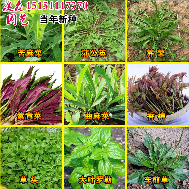 野菜名字大全带图片图片