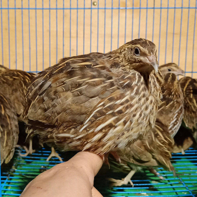 精品宠物肉用白羽维蓝沙维巨型繁殖鹌鹑下蛋鸟