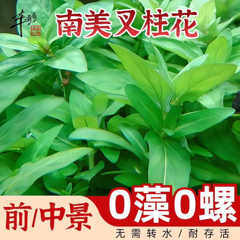 无菌杯水草绿草南美叉柱花阴性鱼缸草