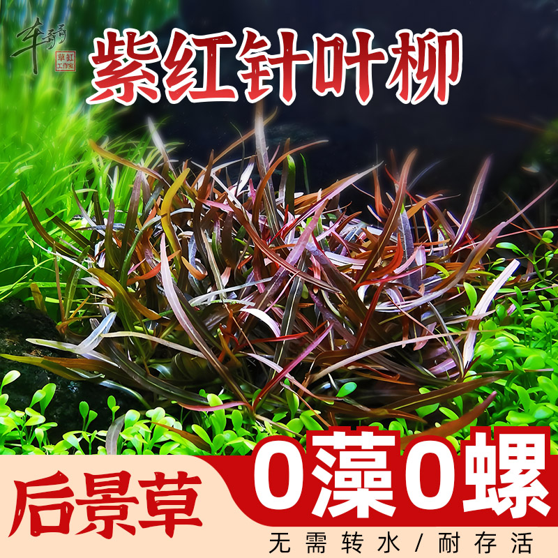 无菌杯水草紫红针叶柳易养阴性草鱼缸