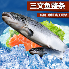 进口冷冻新鲜三文鱼刺身整条 生鱼片 47元每斤 14斤每条包邮