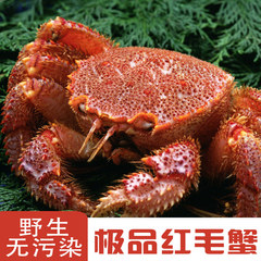 生猛海鲜 进口深海红毛蟹日式高级料理高档海鲜水产鲜活红毛蟹2斤