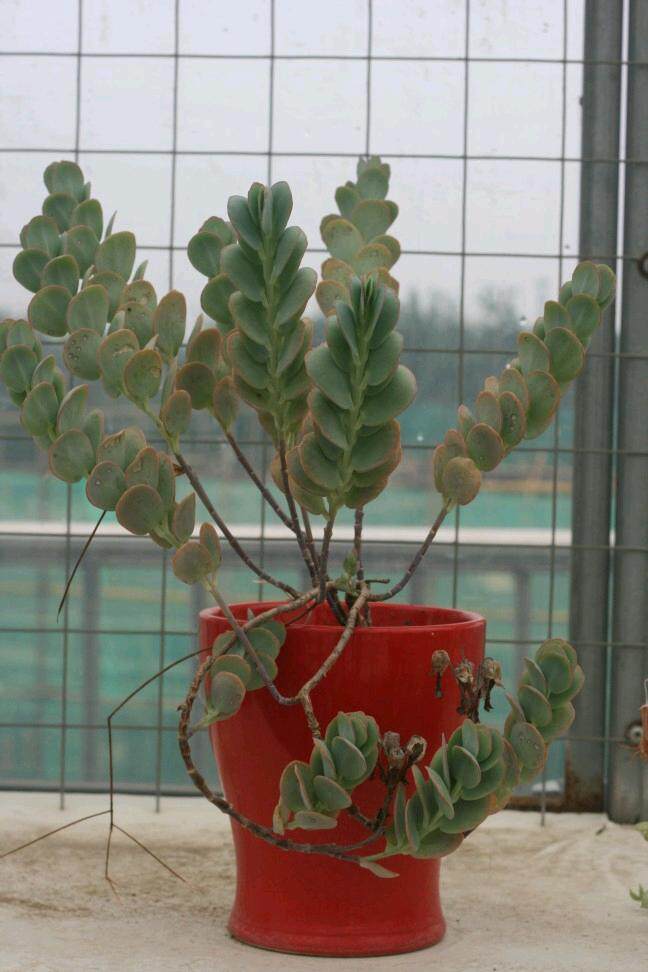 首页 下载app                          玉吊钟多肉植物一物一拍20年