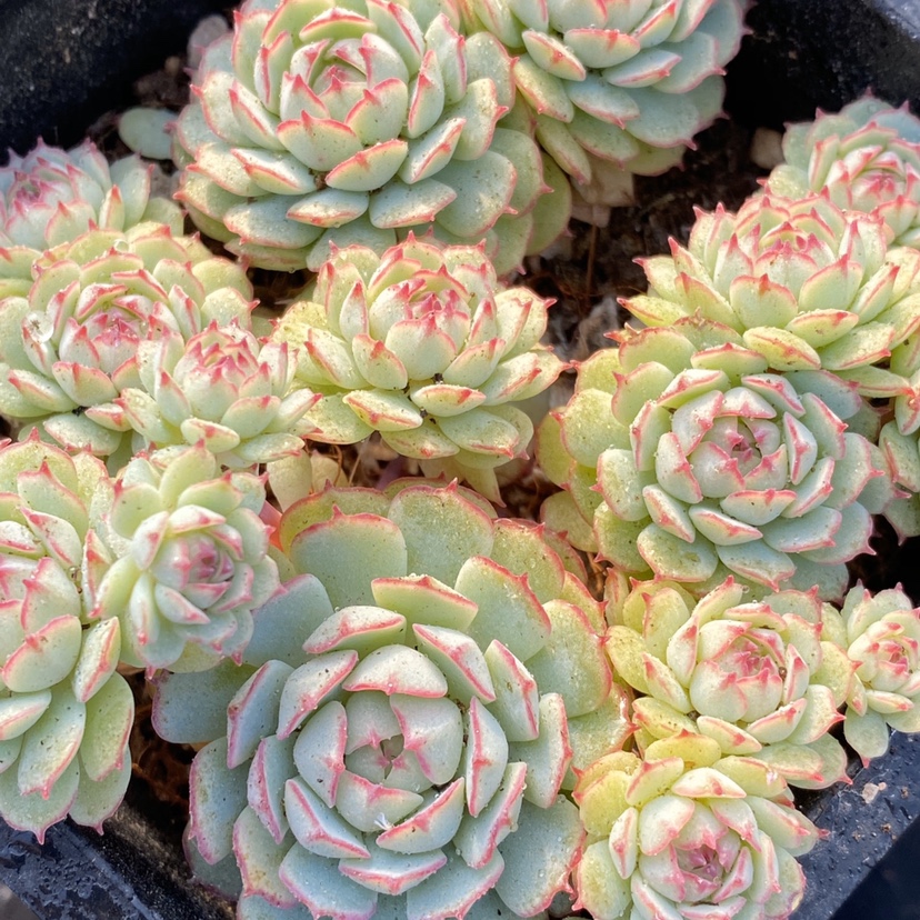 多肉植物小红衣