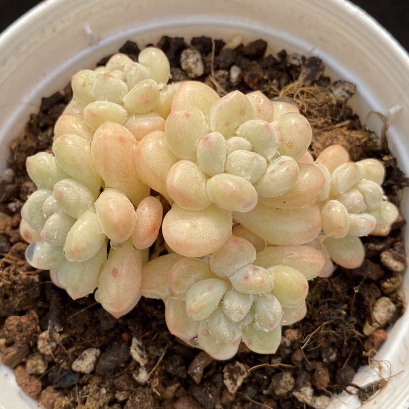 泡泡糖多肉 泡泡糖多头群生多肉植物 一物一拍