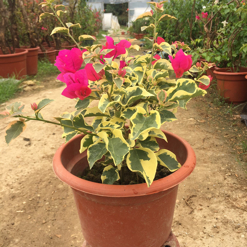 特价三角梅小苗_金边红三角梅 植物盆栽 基地直发 观花植物 花卉盆栽